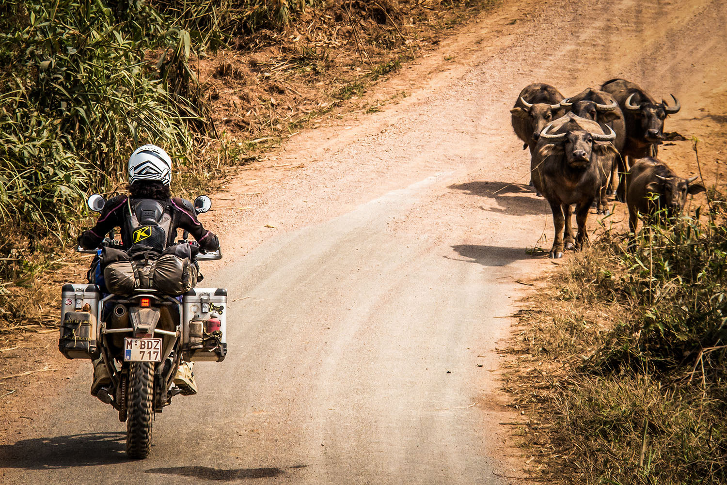 MOTORCYCLIST PASSING WATER BUFFALO