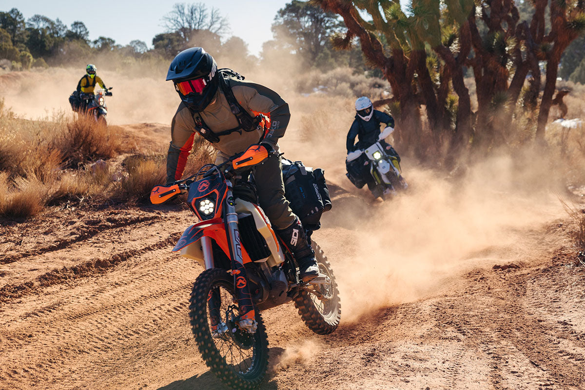 Dusty Lizard: Joshua Tree, CA 