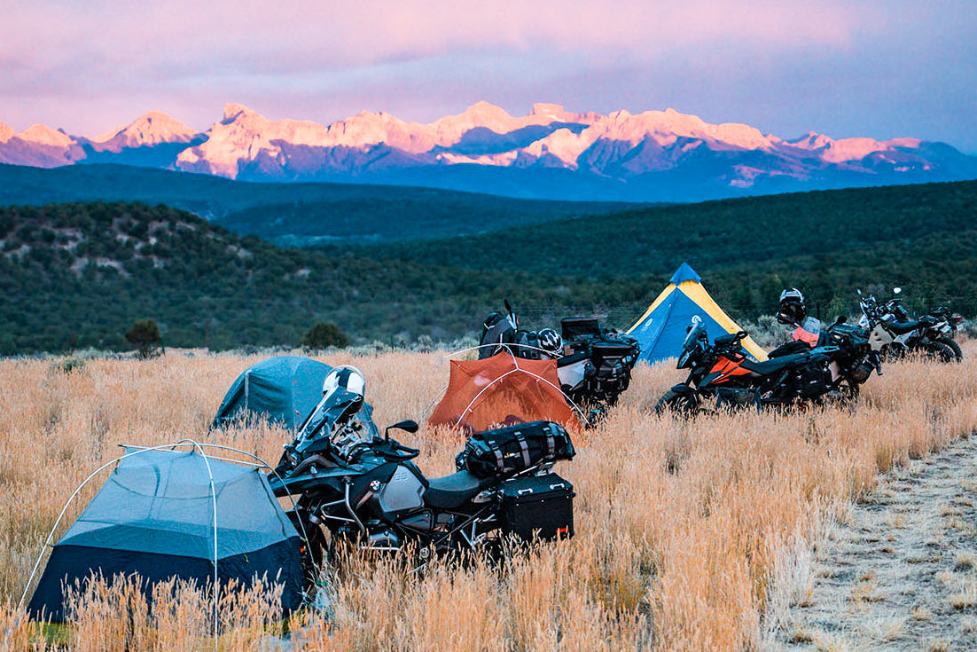 Dusty Lizard in Ridgway Colorado